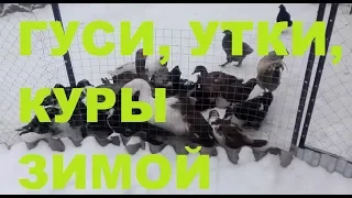 ГУСИ, УТКИ, КУРЫ ЗИМОЙ