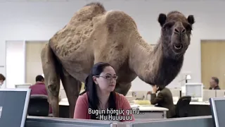 GEICO Deve Reklamı