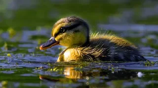 Baby Ducks first swim | Cute Baby Ducks Compilation | An amazing Day || Just Animal Videos