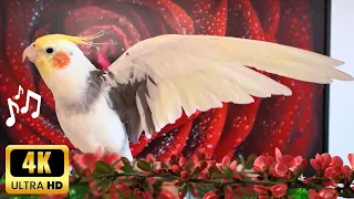 Happy Cockatiel Singing and Dancing 🦜