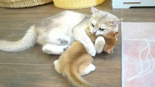 Mother cat washing the kitten by force