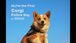 First Corgi Police Dog in China!中国第一只柯基警犬“福仔” #corgi #funny #dog