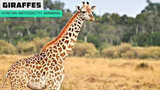 Giraffes | Giraffe Behaviour and Lifestyle Habitat | Documentory of Giraffes