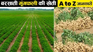 मूंगफली की खेती कैसे करें | Mungfali Ki Kheti | Peanut Farming | Advance Agriculture