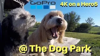 GoPro Hero5 Session 4K test at the dog park