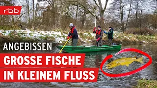 Lachse in Brandenburg -  Elektrofischen für die Brut | Angebissen - Der Angel-Podcast #137