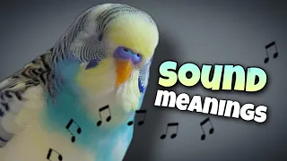 parakeet sounds and their meanings ♫︎