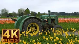 Tulip Flowers in 4K with Music - Wooden Shoe Tulip Festival in Oregon. Part 1