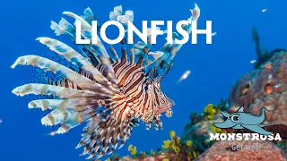 Lionfish - The Invasive Beauty of the Ocean