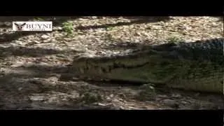 Гигантские Крокодилы. Часть 1  / Huge Crocodiles. Part 1