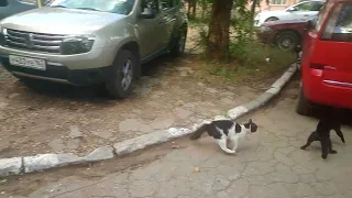 Коты дерутся Mortal Combat