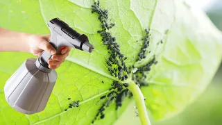 All aphids disappear from the garden! Only 1 natural ingredient!