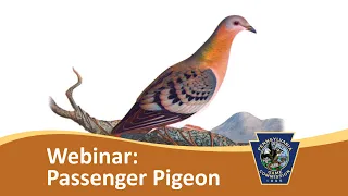 Webinar: Flight to Oblivion  The extinction of the passenger pigeon