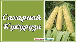 Сладкая кукуруза. Летние подкормки, формировка, опыление