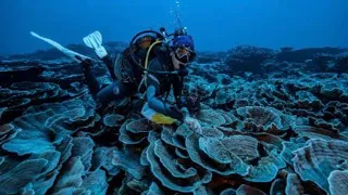 Enormous 'twilight zone' coral reef discovered off the coast of Tahiti