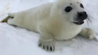 Экспедиция во льды Белого моря. Знакомство с бельками. Март 2017 года