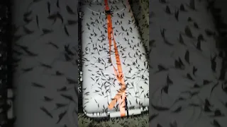 A million mayflies!