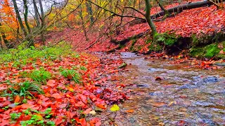 Pleasant murmur of a forest stream for the nervous system. Relax and relieve stress.