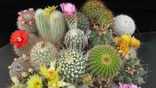 Singularidades Del Cactus Y Las Suculentas, Una Tendencia Natural - TvAgro por Juan Gonzalo Angel