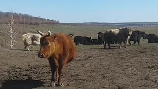 Яки в Диком поле 17.04. 2019 (Yaks in Wild Field 17.04.2019).