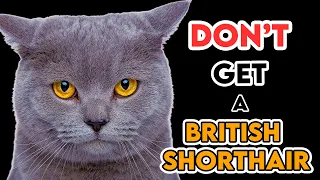 This Is Why You Shouldn't Get A British Shorthair Cat