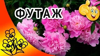 Футаж Пионы. Футажи для видеомонтажа hd