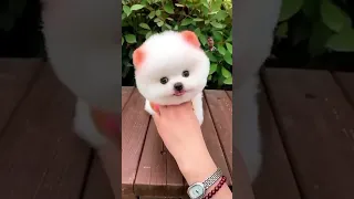 Dog so smart #dog #anjingku #cute #anjingimut #puppy #anjingkita #anjinglucu #pomeranian #pets