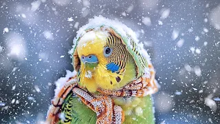 How to Tell if Your Bird is Cold