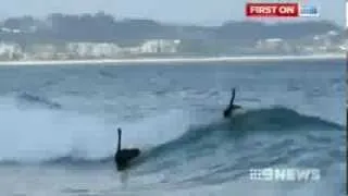 Black swans surfing at Kirra Beach on the Gold Coast, Australia