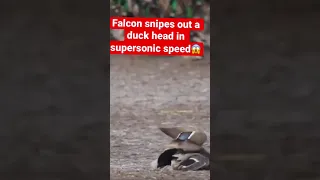 Falcon snipes out a duck head in supersonic speed