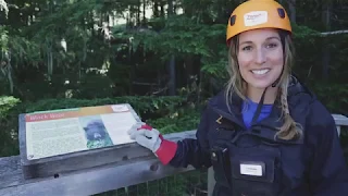 Ziptrek Whistler - Eagle Tour