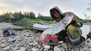 ТАЙМЕНИ И МЕДВЕДИ НЕ ДАЮТ СКУЧАТЬ. ЗАЕХАЛИ ТУДА, КУДА НИКОГДА НЕ ЕЗДИЛИ.