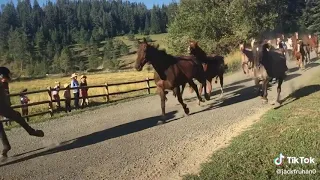 STAMPEDE HORSES