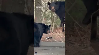 Woman delighted by family of bears jumping out of trash can #Shorts