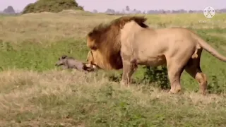 Brave baby warthog tries to fight off a male lion, but ends in a tragedy | Male Lion Hunting