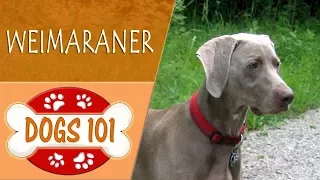 Dogs 101 - WEIMARANER - Top Dog Facts About the WEIMARANER