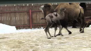 Новорожденный верблюжонок в зоопарке "Лимпопо"(27.02.2015)