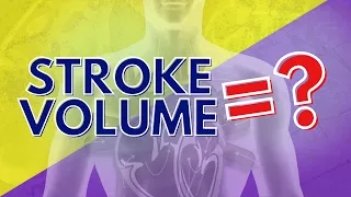 What Stroke Volume is and How to Calculate it