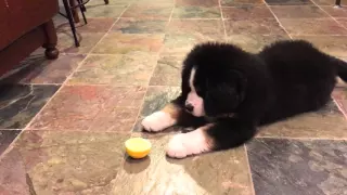 Bernese Mountain Dog Puppy vs Lemon