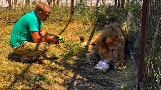We brought a whole bucket of meat to a non-tame lion, but the others are trying to take it away