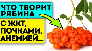 Не собирают, потому что не знают это! 7+ народных рецептов из рябины для здоровья твоего тела