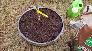 Shangri La Mulberry Tree Planting