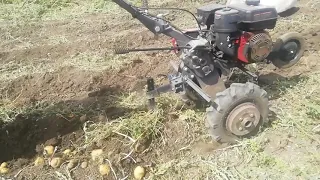 мотофреза вадене на картофи / potato extraction