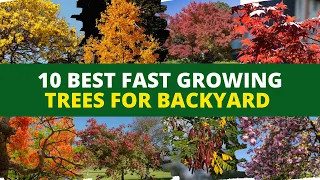 Top 10 Best Fast Growing Trees for Backyard 🌳 Backyard Garden Ideas 💡