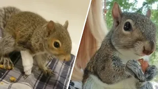 This squirrel enjoys free healthcare and fancy food. His life is nuts.