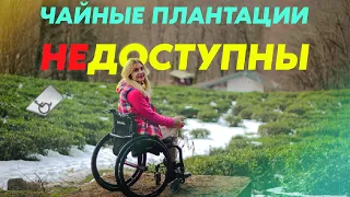 ТРОГАТЬ НЕЛЬЗЯ, А ПИТЬ МОЖНО! Чайные плантации в Сочи. Мацеста Чай