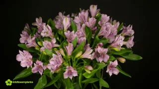 Time lapse Alstroemeria Pink Floyd