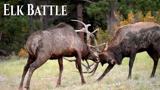 Elk Battle