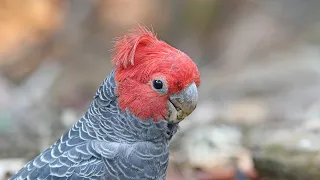 Cockatoos of Australia