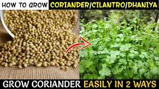 How To Grow CORIANDER At Home From Seeds | Grow Coriander / Dhaniya / Cilantro At Home